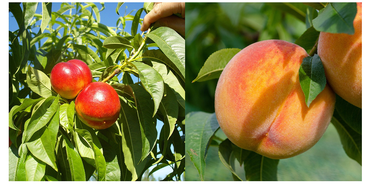 Annata d’oro per la frutta estiva nel Cuneese